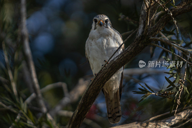 美国红隼，(Falco sparverius)， Cernícalo，美国红隼。